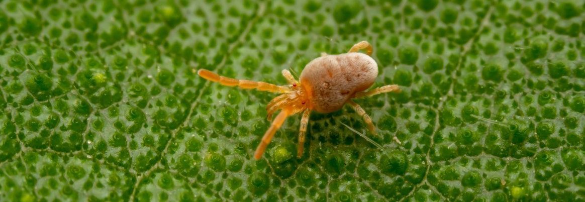 Nahaufnahme einer Grasmilbe auf einem grünen Blatt.